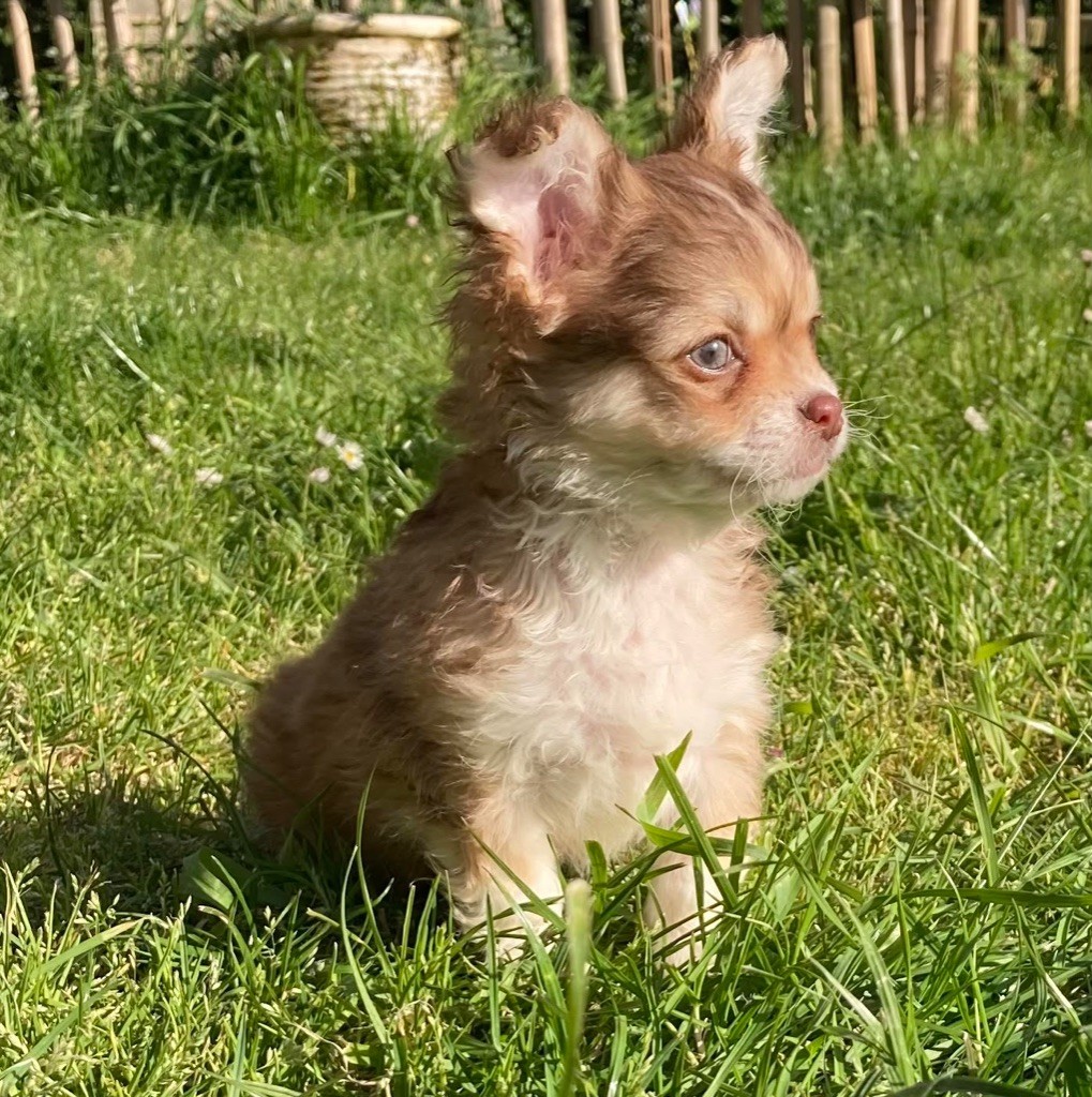 Mylene Marie - Chiot disponible  - Chihuahua