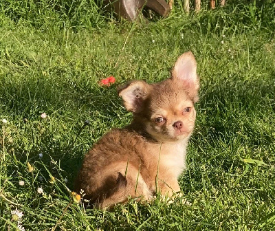 Mylene Marie - Chihuahua - Portée née le 18/02/2024